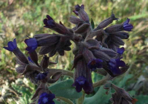 Anchusa hybrida Ten.